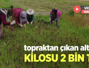 Topraktan Çıkan Altın: Kilosu 2 Bin Tl