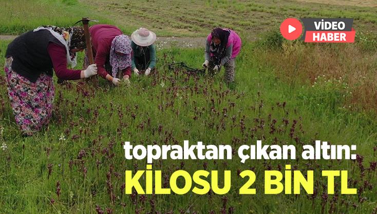 Topraktan Çıkan Altın: Kilosu 2 Bin Tl