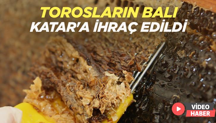 Torosların Balı Katar’A Ihraç Edildi