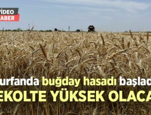 Turfanda Buğday Hasadı Başladı: Rekolte Yüksek Olacak