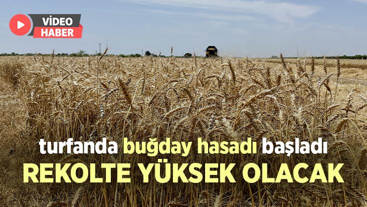 Turfanda Buğday Hasadı Başladı: Rekolte Yüksek Olacak