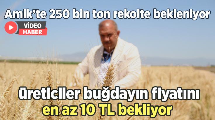 Üreticiler Buğdayın Fiyatını En Az 10 Tl Bekliyor