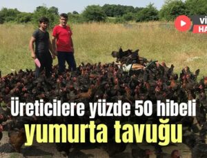 Üreticilere Yüzde 50 Hibeli Yumurta Tavuğu