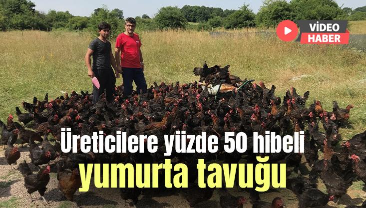 Üreticilere Yüzde 50 Hibeli Yumurta Tavuğu