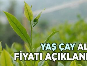 Yaş Çay Alım Fiyatı Açıklandı