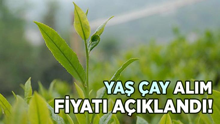 Yaş Çay Alım Fiyatı Açıklandı