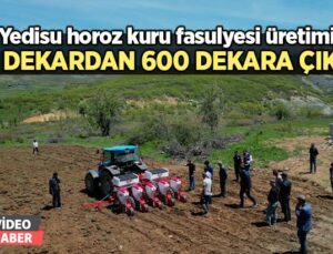 Yedisu Horoz Kuru Fasulyesi Üretimi 60 Dekardan 600 Dekara Yükseldi
