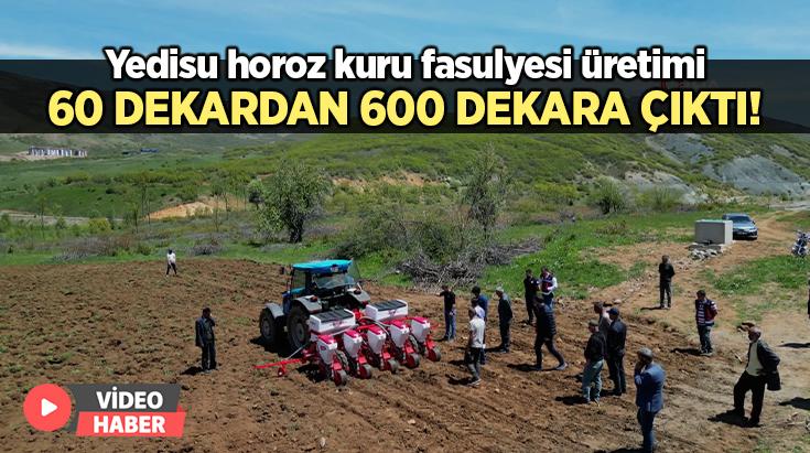 Yedisu Horoz Kuru Fasulyesi Üretimi 60 Dekardan 600 Dekara Yükseldi