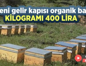 Yeni Gelir Kapısı Organik Bal: Kilogramı 400 Lira