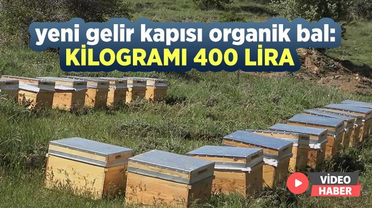 Yeni Gelir Kapısı Organik Bal: Kilogramı 400 Lira