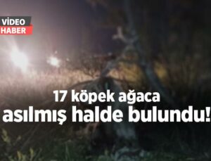 17 Köpek Ağaca Asılmış Halde Bulundu!