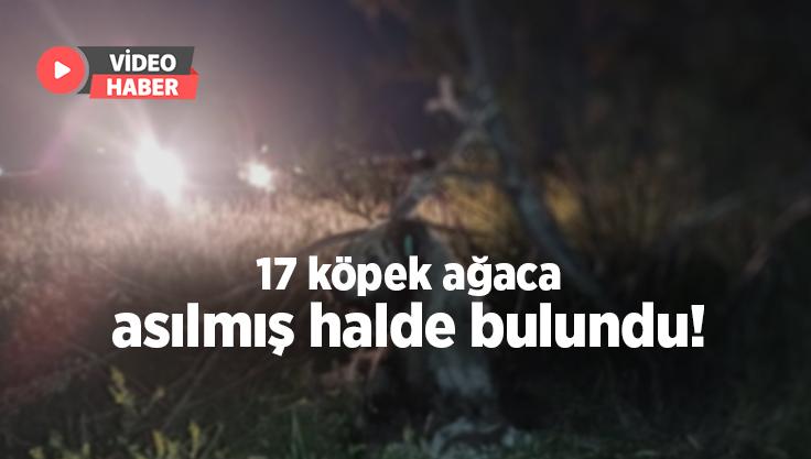 17 Köpek Ağaca Asılmış Halde Bulundu!