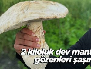 2 Kiloluk Dev Mantar Görenleri Şaşırttı