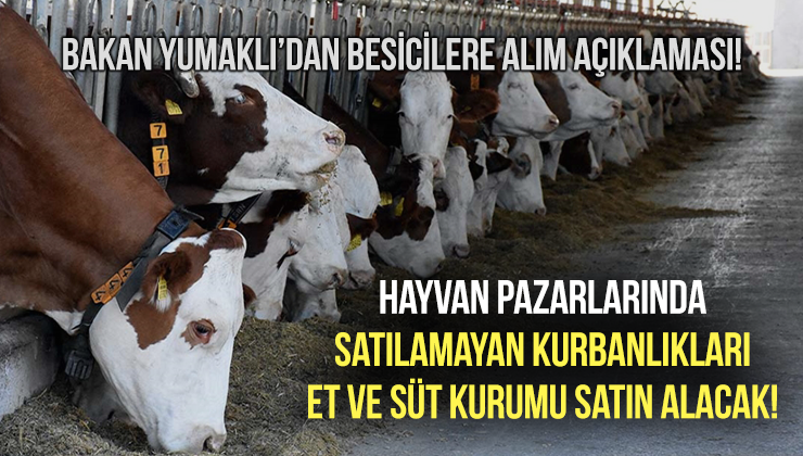 Hayvan Pazarlarında Satılamayan Kurbanlıkları Et Ve Süt Kurumu Satın Alacak