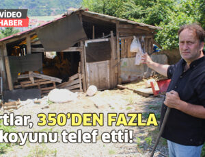 Kurtlar, 350’Den Fazla Koyunu Telef Etti