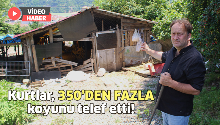 Kurtlar, 350’Den Fazla Koyunu Telef Etti