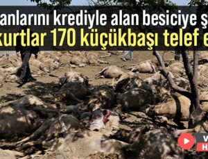 Besici Hayatının Şokunu Yaşadı: Kurtlar 170 Küçükbaşı Telef Etti