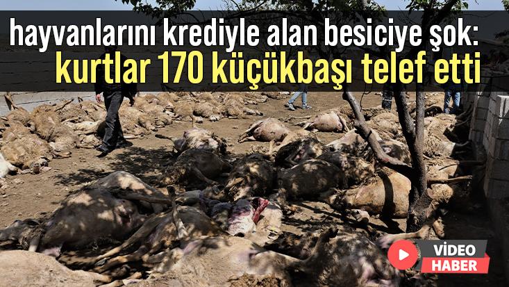 Besici Hayatının Şokunu Yaşadı: Kurtlar 170 Küçükbaşı Telef Etti