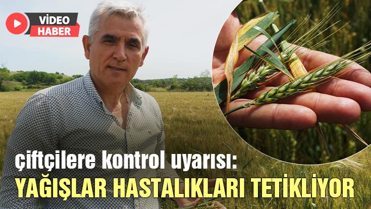 Çiftçilere kontrol uyarısı: Yağışlar hastalıkları tetikliyor