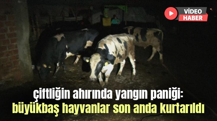 Çiftliğin Ahırında Yangın Paniği: Büyükbaş Hayvanlar Son Anda Kurtarıldı