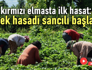 Kırmızı Elmasta Ilk Hasat: Çilek Hasadı Sancılı Başladı