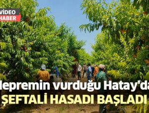 Depremin Vurduğu Hatay’Da Şeftali Hasadı Başladı