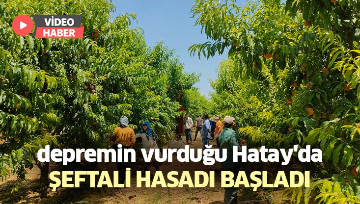 Depremin Vurduğu Hatay’Da Şeftali Hasadı Başladı