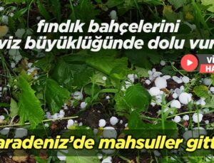 Fındık Bahçelerini Ceviz Büyüklüğünde Dolu Vurdu