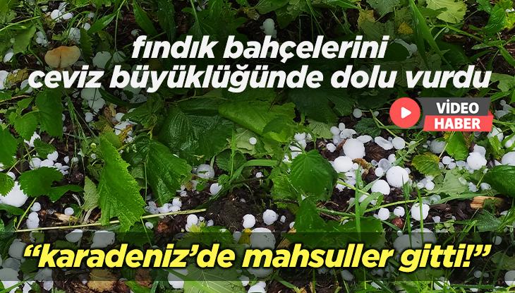 Fındık Bahçelerini Ceviz Büyüklüğünde Dolu Vurdu