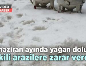 Haziran Ayında Yağan Dolu Ekili Arazilere Zarar Verdi