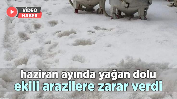 Haziran Ayında Yağan Dolu Ekili Arazilere Zarar Verdi