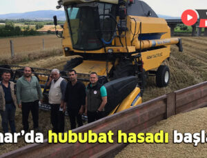 Dinar’da Hububat Hasadı Başladı