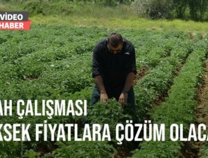 Islah Çalışmaları Yüksek Fiyatlara Çözüm Olacak