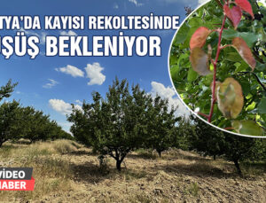 Malatya’da Kayısı Rekoltesinde Düşüş Bekleniyor