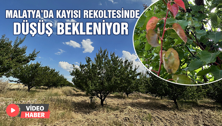 Malatya’da Kayısı Rekoltesinde Düşüş Bekleniyor