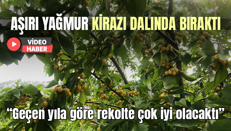 Antalya’Da Aşırı Yağmur Kirazı Dalında Bıraktı