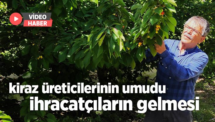 Kiraz Üreticilerinin Umudu Ihracatçıların Gelmesi