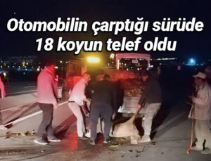 Otomobilin Çarptığı Koyun Sürüsünde 18 Koyun Telef Oldu