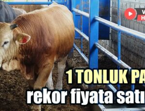 Malatya’nın 1 Tonluk Paşa’Sı Rekor Fiyata Satıldı