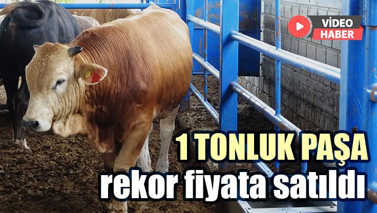 Malatya’nın 1 Tonluk Paşa’Sı Rekor Fiyata Satıldı