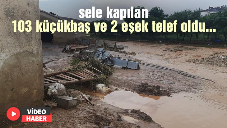 Sele Kapılan 103 Küçükbaş Ve 2 Eşek Telef Oldu…