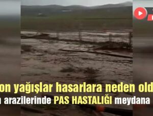 Son Yağışlar Hasarlara Neden Oldu, Arazilerde Pas Hastalığı Çıktı