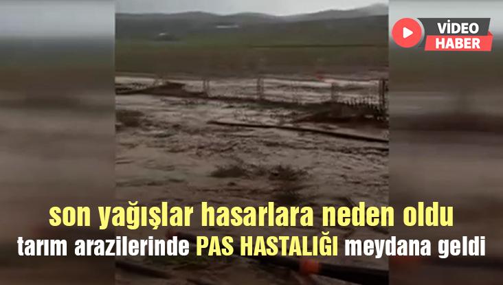 Son Yağışlar Hasarlara Neden Oldu, Arazilerde Pas Hastalığı Çıktı