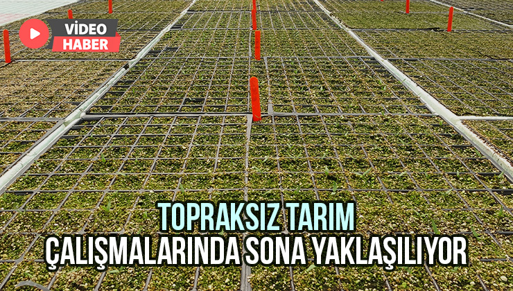 Topraksız Tarım Çalışmalarında Sona Yaklaşılıyor