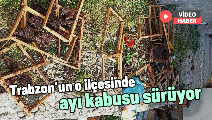 Trabzon’un O Ilçesinde Ayı Kabusu Sürüyor