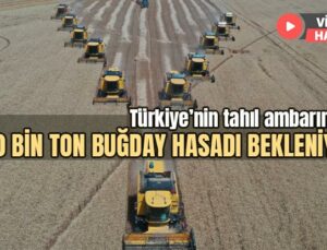 Türkiye’nin Tahıl Ambarından 200 Bin Ton Buğday Hasadı Bekleniyor