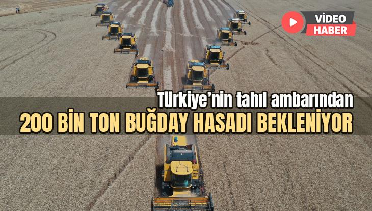 Türkiye’nin Tahıl Ambarından 200 Bin Ton Buğday Hasadı Bekleniyor