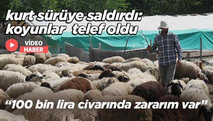 Kurt Sürüye Saldırdı, Koyunlar Telef Oldu