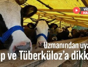 Uzmanından Uyarı! Şap Ve Tüberküloz’a Dikkat