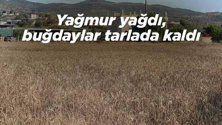 Yağmur Yağdı, Buğdaylar Tarlada Kaldı